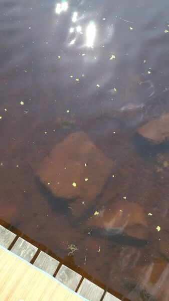 Tiedosto:Kiteenjärvi (02.022.1.001)-Havaintopaikka 1-ObsALG-201807141519-64.jpg