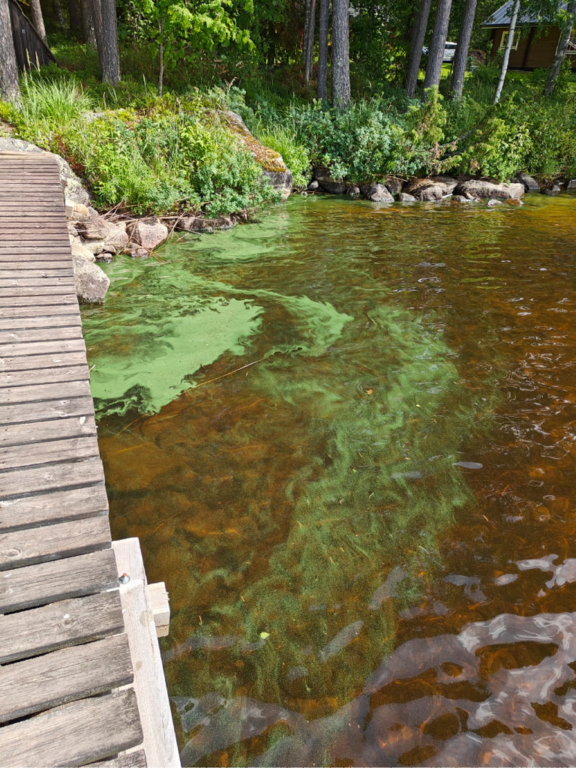 Kolima (14.472.1.001)-Havaintopaikka 2-ObsIMG-202307061439-64a6a84d98545.png