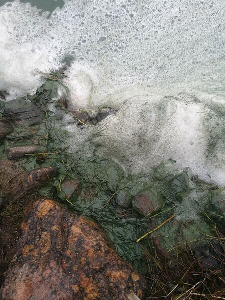 Tiedosto:Korshamnsfjärden-Storfjärden-Norra Vallgrund-ObsIMG-201811102043-30.jpg