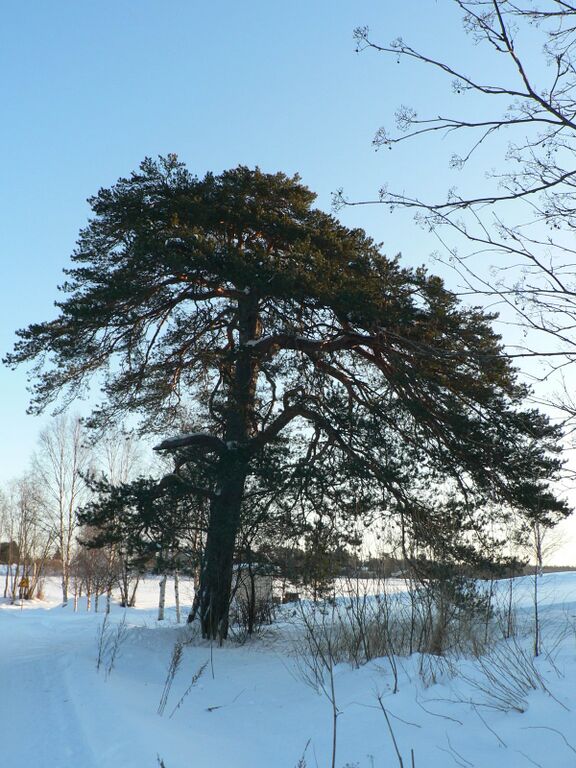 Kyöstälän mänty.JPG