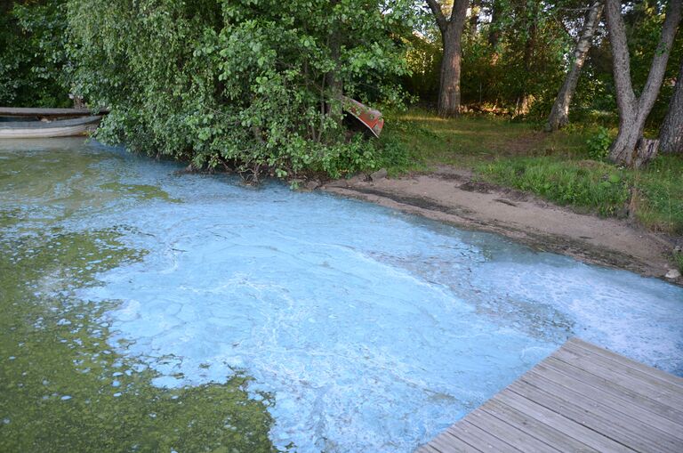 Sinileva 22.7.2014 2.jpg