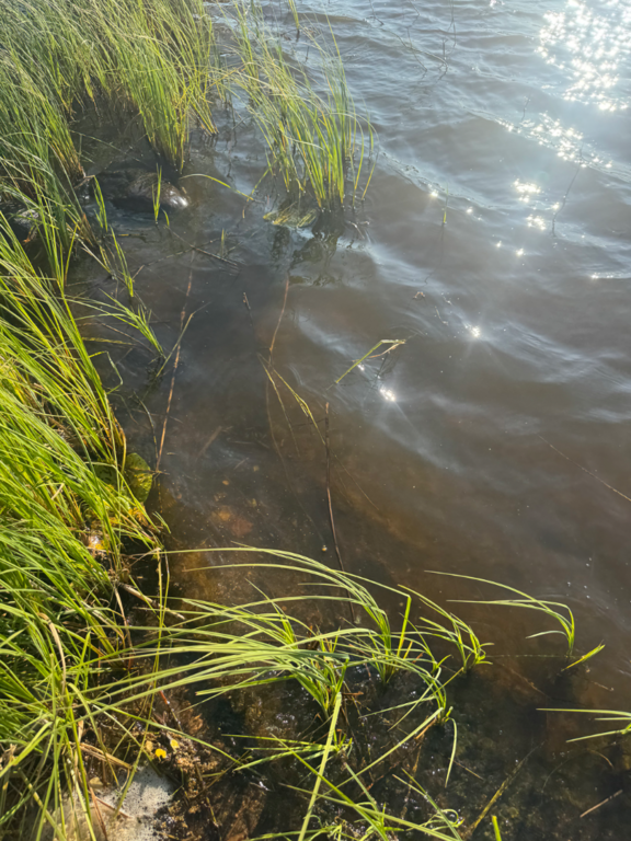 Toiviaisjärvi (04.552.1.013)-Valtakunnallinen sinileväseuranta (Kaarteenperä)-ObsALG-202508111845-1754927489336.png