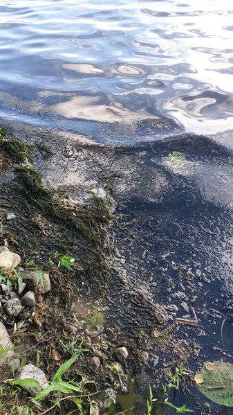 Tiedosto:20170801 200046.jpg