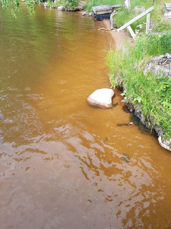 Hiidenvesi (23.031.1.001)-Havaintopaikka 3-ObsIMG-201906120916-31.jpg