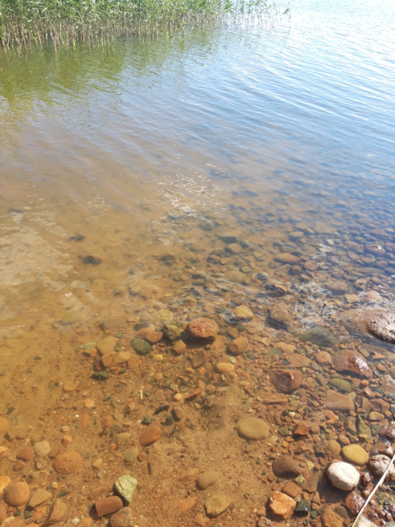 Köyliönjärvi (34.054.1.001)-Valtakunnallinen sinileväseuranta (Yttilän Otta)-ObsALG-202206211728-62b1d5d07795c.png