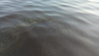 Kalajärvi (42.073.2.001)-Kalajärven uimaranta-ObsALG-202507241958-688266b58c69d.png