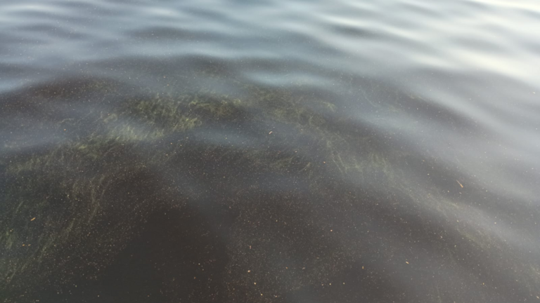 Kalajärvi (42.073.2.001)-Kalajärven uimaranta-ObsALG-202507241958-688266b58c69d.png