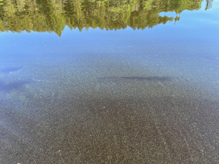 Kallavesi (yhd.)-Vaajasalo, eteläranta-ObsALG-202206251007-62b6dfab851d0.png