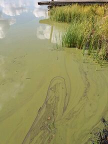 Järvessä runsaasti levää sekä kolibakteerit