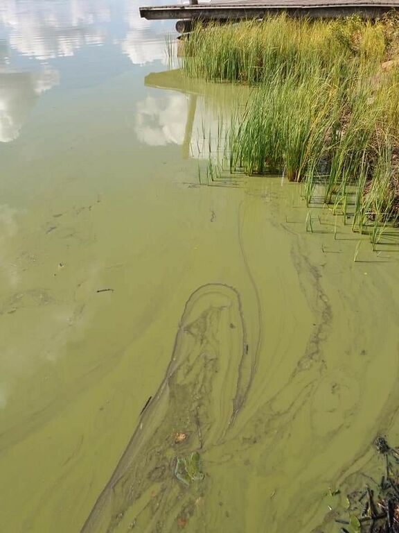 Kodesjärvi (36.034.1.001)-Kodesjärven uimaranta-ObsIMG-201809040922-96.jpg