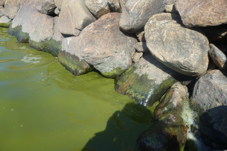 Kristiinankaupunki länsi-Rönnskärsfjärden söder om Tjöckön-ObsIMG-202108131130-6116528bdb048.png