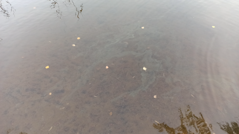 Tiedosto:Päijänne (yhd.)-Vitikkala-ObsIMG-202409031908-66d7355f642a7.png