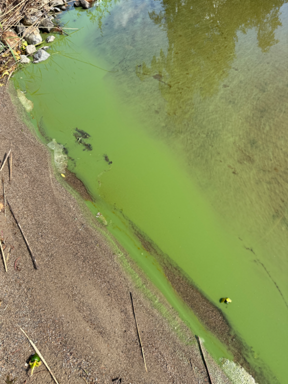 Ukonvesi (Saimaa) (04.151.1.001)-Koivukummunpolku-ObsALG-202308251407-64e88b1a63296.png