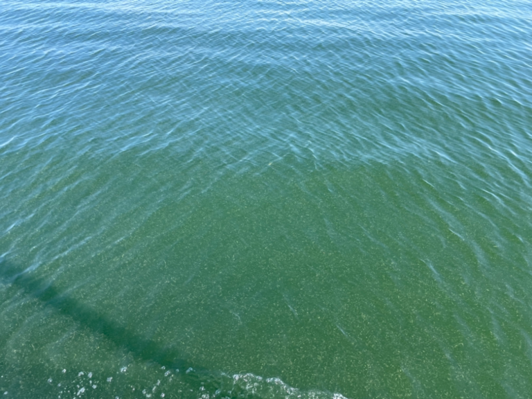 Hangon läntisen selän ulkosaaristoalue-Ytterlandet-ObsALG-202108121125-6114dbf1e23ae.png