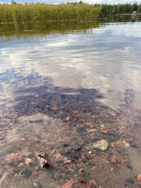 Tiedosto:Inkoo Fagervik-Österviken, Jakob Ramsjö-ObsALG-202108211826-61211ca0483e9.png