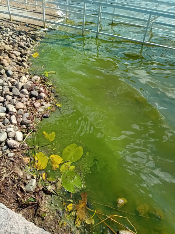 Lohjanjärvi (23.021.1.001)-Aurlahden uimaranta-ObsALG-202508141601-1755178170001.png