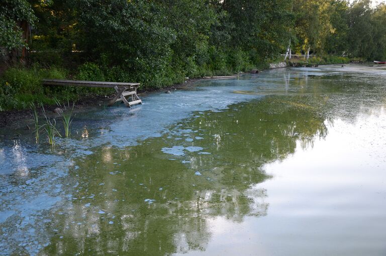 Sinileva 22.7.2014 3.jpg