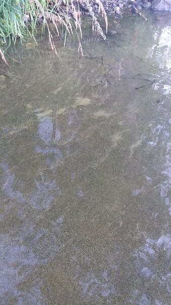 Tiedosto:20170802 210053.jpg