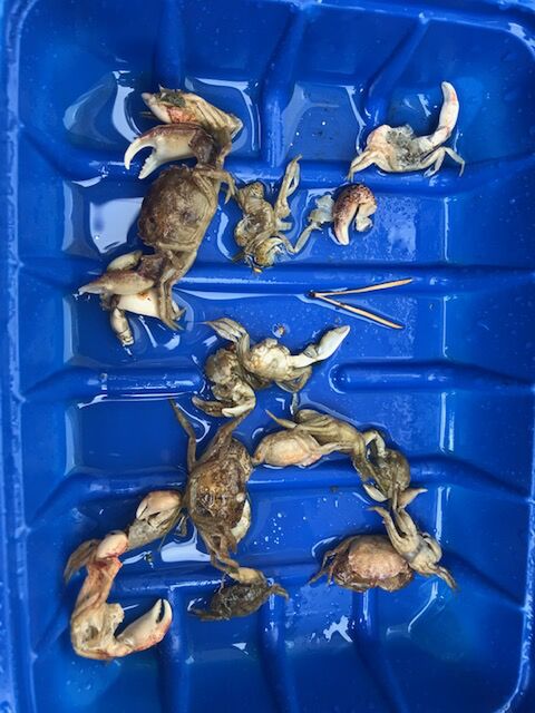 Dragsfjärdin ja Västanfjärdin sisäsaaristo-Byholmen-ObsIMG-202009031100-49.jpg