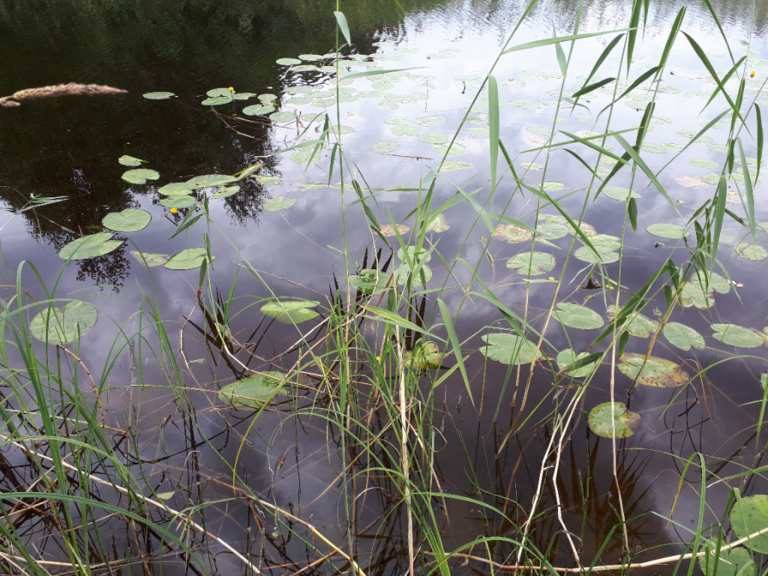 Kallavesi (yhd.)-Rotarien sinileväseuranta (Puutossalmi)-ObsALG-202208101435-62f399e536857.png