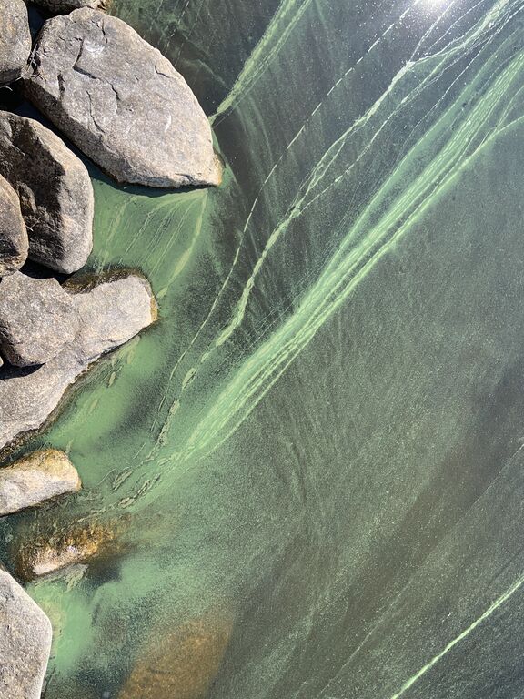 Kiantajärvi (yhd.)-Myllylahti-ObsIMG-201907211217-91.jpeg