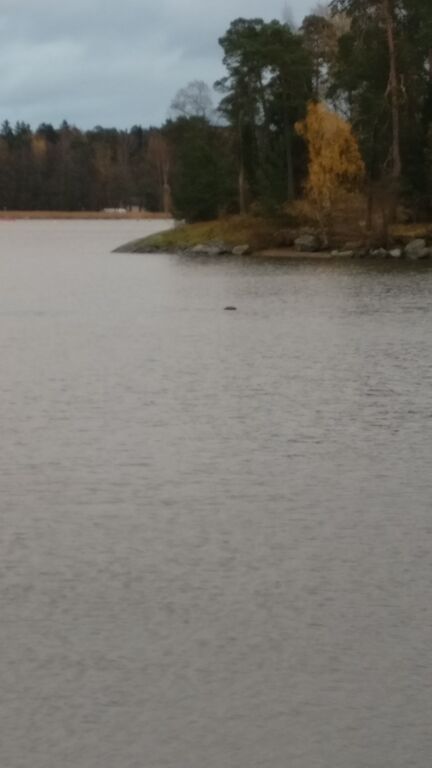 Kruunuvuorenselkä-Havaintopaikka 2-ObsIMG-201710301615-60.jpg