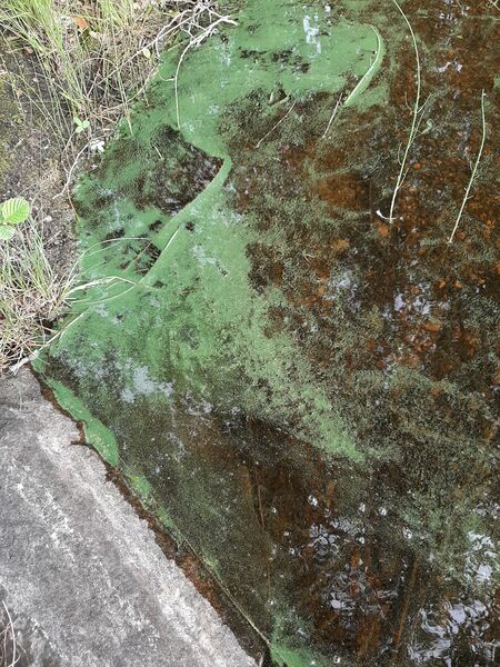 Tiedosto:Kuoksenjärvi (35.764.1.020)-Kylmälahti, Piippalan ranta-ObsALG-201906161749-25.jpg