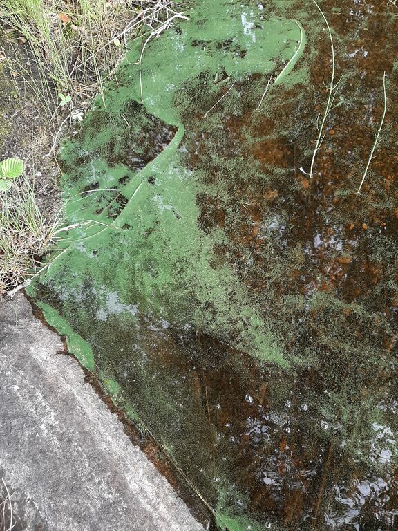 Kuoksenjärvi (35.764.1.020)-Kylmälahti, Piippalan ranta-ObsALG-201906161749-25.jpg