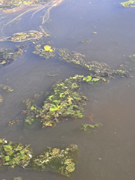 Mätäojan valuma-alue (81.051)-Rotarien sinileväseuranta (Mätäjoen kalastuslaituri)-ObsALG-202206281032-62baaf22424ad.png