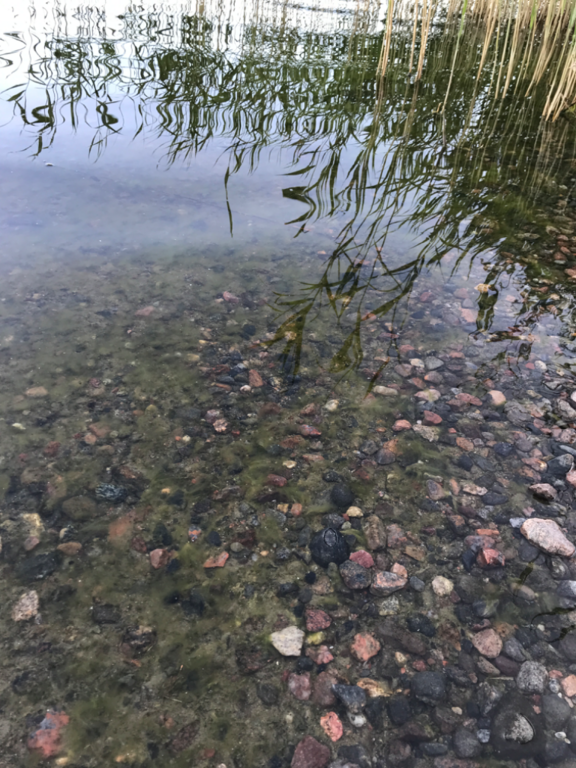 Dragsvik-Rotarien sinileväseuranta (Högholmen)-ObsIMG-202306190707-648fd4e416c2d.png