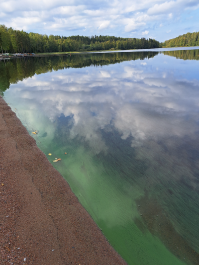 Kyrösjärvi (35.521.1.001)-Valtakunnallinen sinileväseuranta (Paijalanranta)-ObsALG-202509091243-1757411097326.png