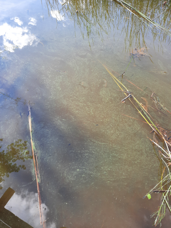 Sääksjärvi (35.152.1.001)-Haapasaaret-ObsIMG-202208131656-62fa5f80c50e0.png