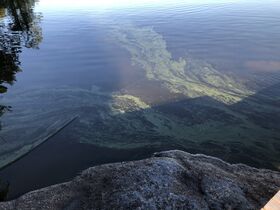 Saimaa (04.112.1.001)-Saimaa, Koneenselkä, Ahdassalmi -ObsIMG-202006222030-74.jpeg