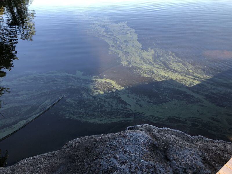 Tiedosto:Saimaa (04.112.1.001)-Saimaa, Koneenselkä, Ahdassalmi -ObsIMG-202006222030-74.jpeg