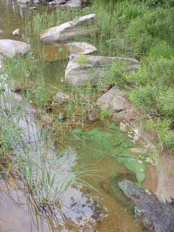 Suvasvesi (04.273.1.001)-Leppämäki-ObsIMG-202107011641-60ddc734439f7.png