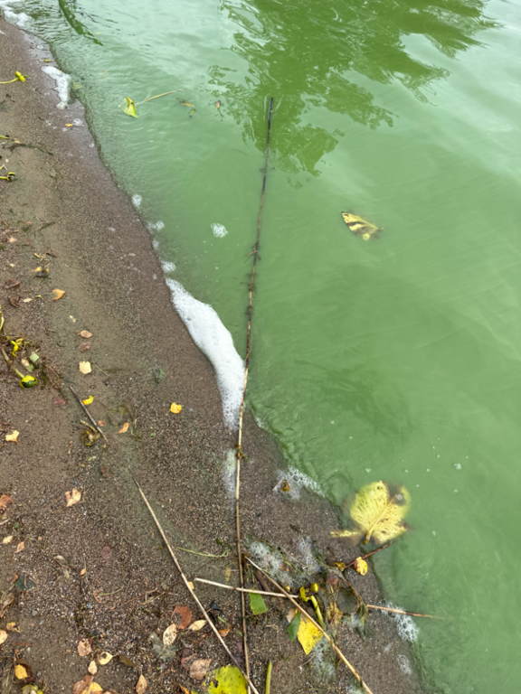 Ukonvesi (Saimaa) (04.151.1.001)-Koivukummunpolku-ObsALG-202309111451-64fefeb448285.png