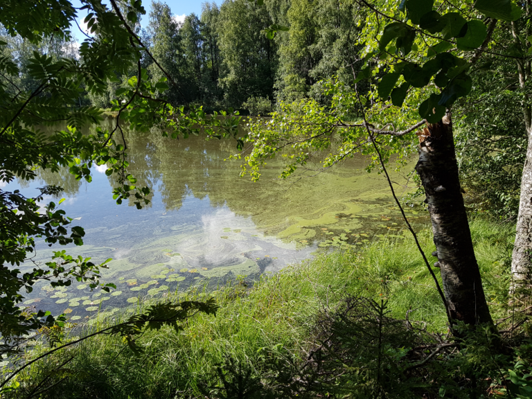 Aumanalanen (04.611.1.017)-Ranta-ObsIMG-202208091030-62f210938b8c5.png