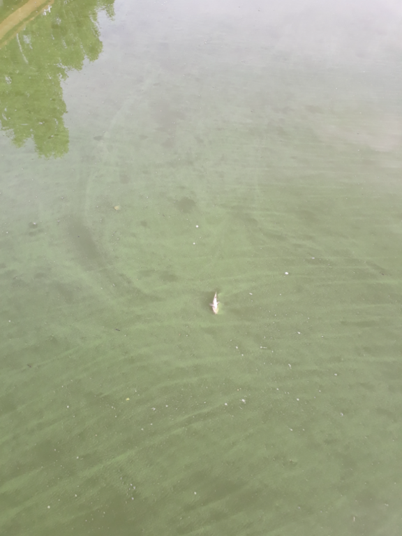 Hiidenvesi (23.031.1.001)-Kirkkojärvi Vihti kk-ObsALG-202108081445-611026d8e6937.png