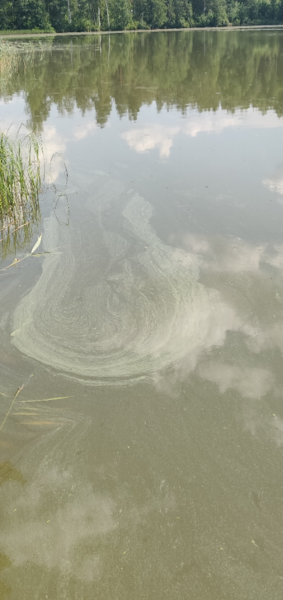 Tiedosto:Isojärvi (18.063.1.002)-Yksityisranta-ObsIMG-202107141423-60eeca962fca3.png