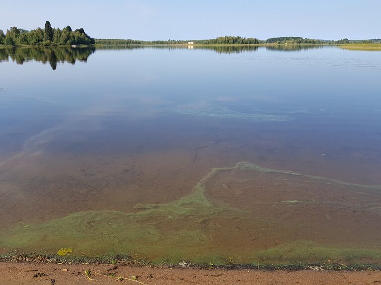 Pöljänjärvi (04.652.1.003)-Valtakunnallinen sinileväseuranta-ObsALG-201908271215-82.jpg