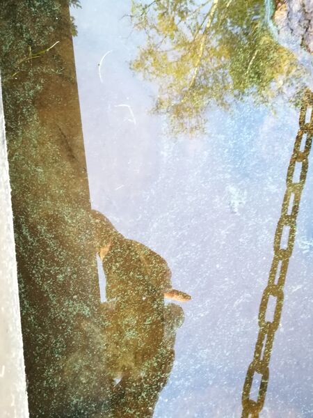 Tiedosto:Särkijärvi (67.484.1.001)-Havaintopaikka 2-ObsIMG-201808082107-68.jpg