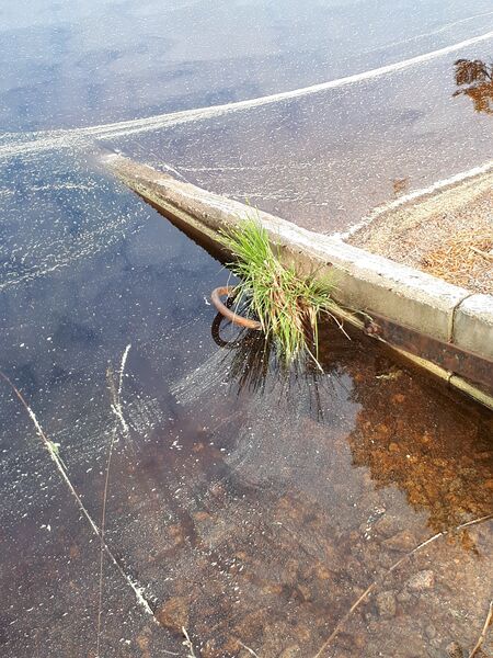 Tiedosto:20250610 082354.jpg