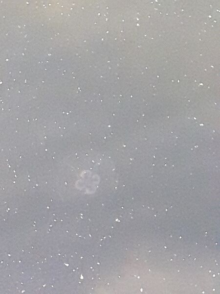 Tiedosto:Dragsfjärdin ja Västanfjärdin välisaaristo-Boviksvägen rannalla-ObsJELLY-201908241007-70.jpg