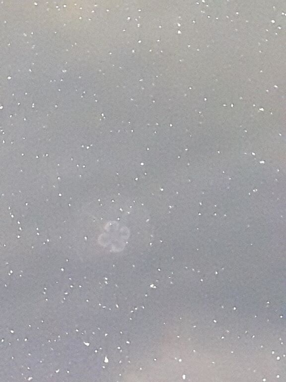 Dragsfjärdin ja Västanfjärdin välisaaristo-Boviksvägen rannalla-ObsJELLY-201908241007-70.jpg