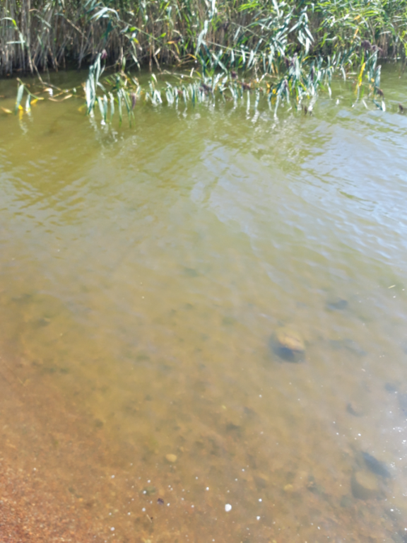 Köyliönjärvi (34.054.1.001)-Valtakunnallinen sinileväseuranta (Yttilän Otta)-ObsALG-202207191532-62d6a519b6df1.png