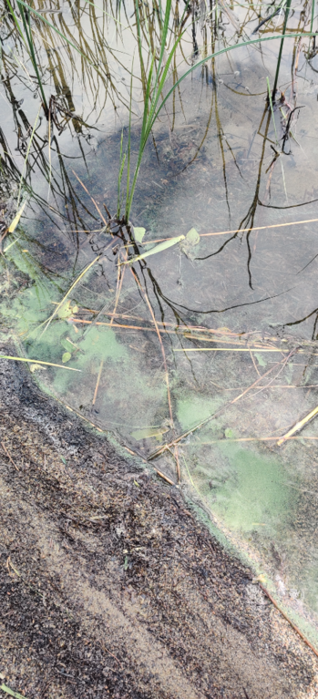 Pielinen (04.411.1.001)-Murikan Maja, Ahveninen-ObsALG-202107011301-60dd978014b87.png