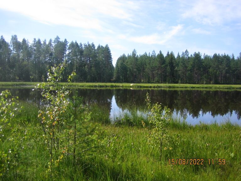 Raatojärvi pohjoisranta.JPG