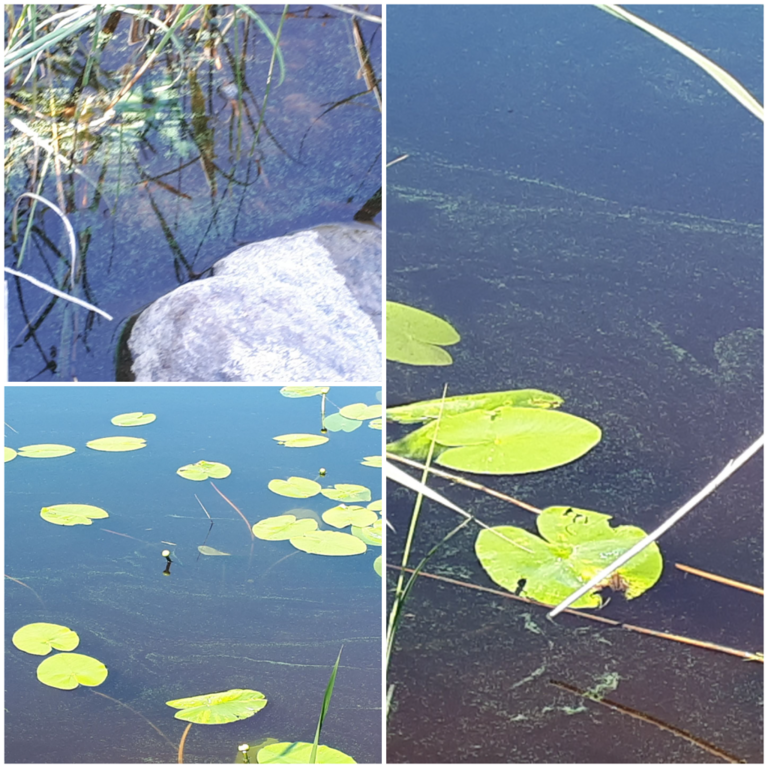 Kallavesi (yhd.)-Rotarien sinileväseuranta (Puutossalmi)-ObsALG-202107021453-60edd245a9b7a.png