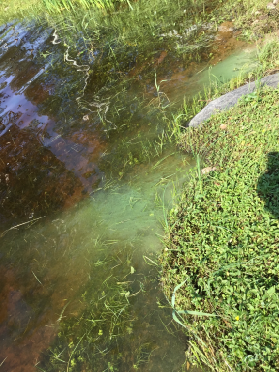 Pielinen (04.411.1.001)-Jamalinlahti-ObsIMG-202106201029-60ceeefce5720.png