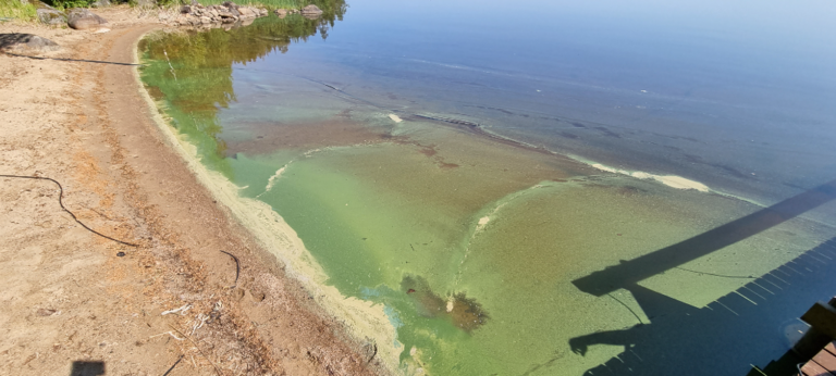 Pihlajavesi (Saimaa) (04.121.1.001)-Haapaselkä-ObsALG-202306261101-6499478891d69.png